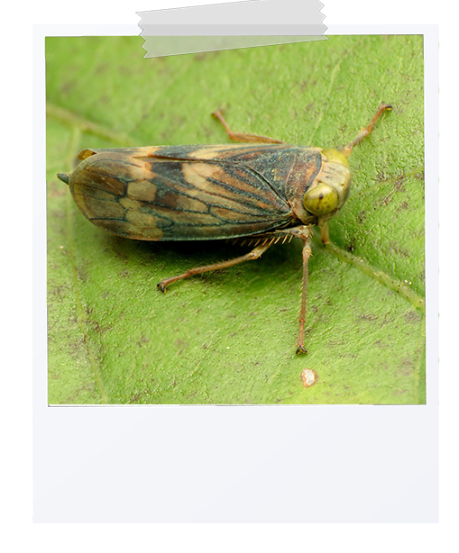 picture of a coppery leafhopper